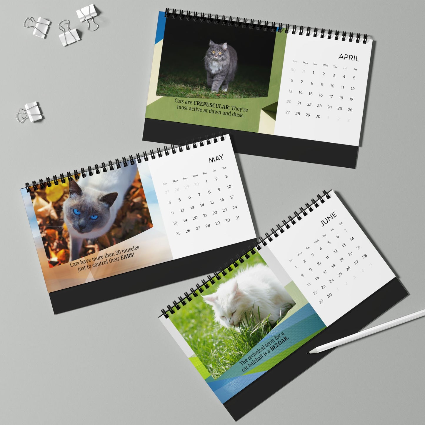 Random Cat Facts Month-by-Month Desktop Calendar (2025 grid)