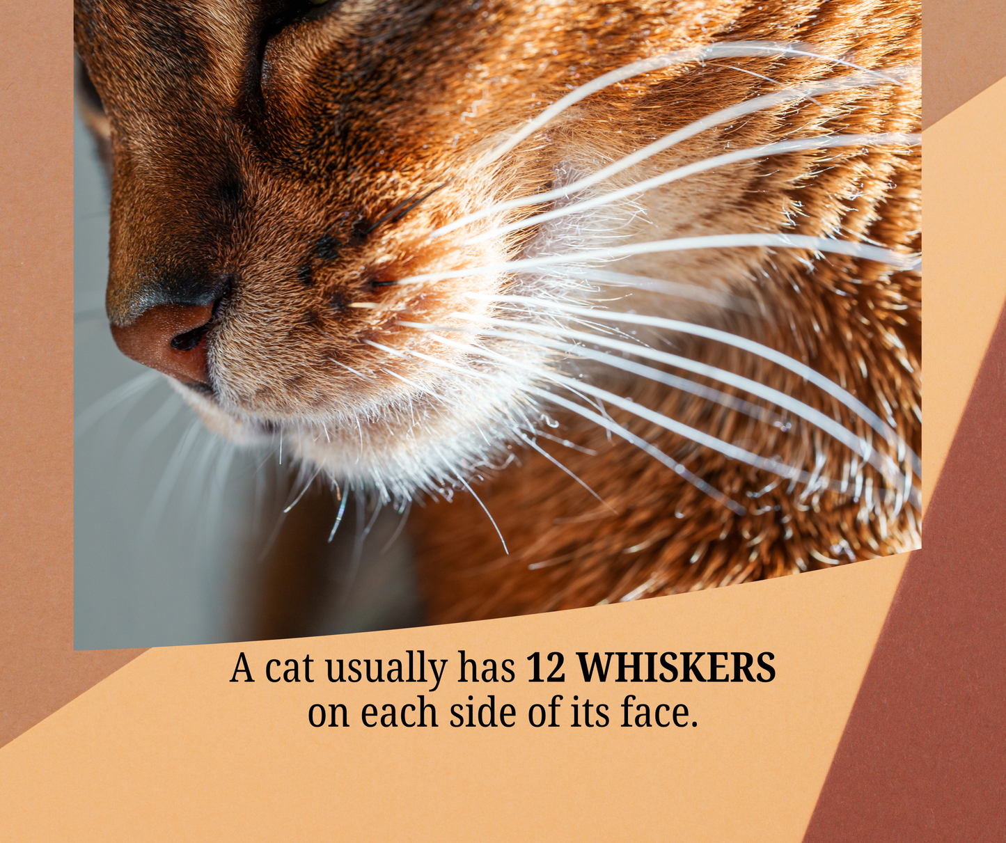 Random Cat Facts Month-by-Month Calendar (2025)