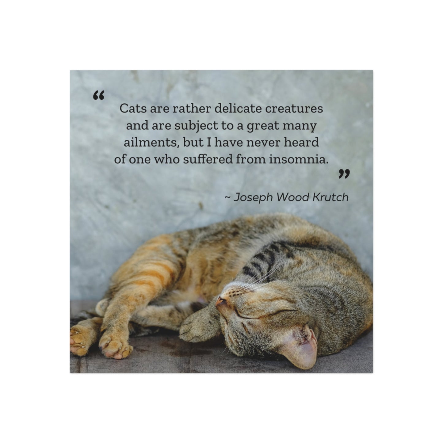 Insomnia Cat Square Magnet - Home Decor - Epileptic Al’s Shop